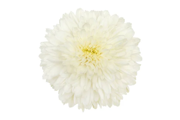 White Chrysanthemum Flower Isolated White Background — Stock Photo, Image