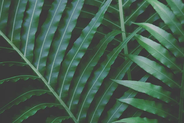 Folhas Verdes Exuberantes Samambaia Tropical Exótica Padrão Natural Fundo — Fotografia de Stock