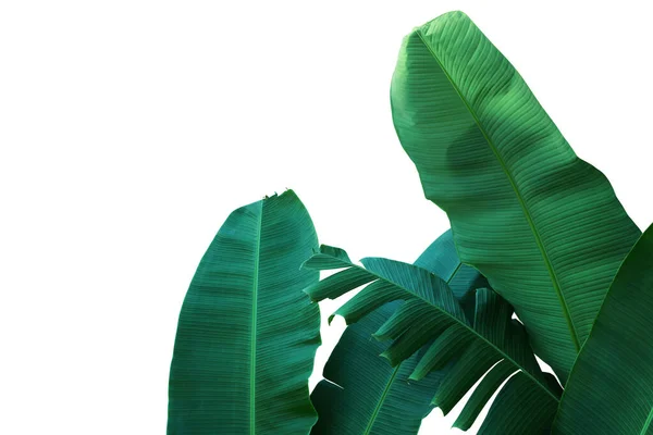 Bananenblätter Dunkler Farbe Isoliert Auf Weißem Hintergrund — Stockfoto