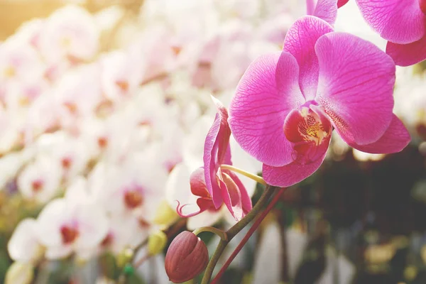 Closeup Orquídea Rosa Escura Phalaenopsis — Fotografia de Stock