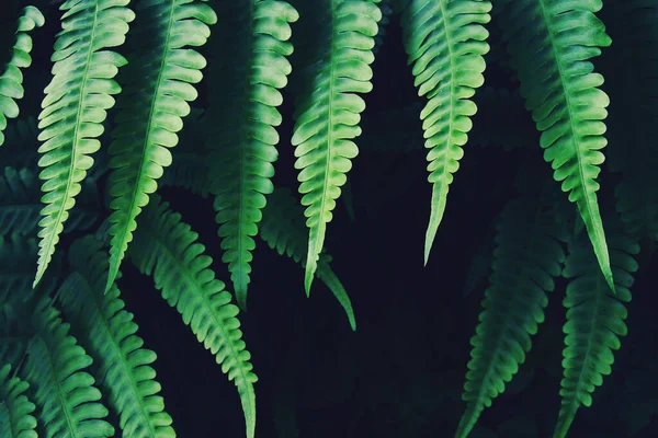 Folhas Samambaia Verde Exóticas Cor Tom Escuro — Fotografia de Stock