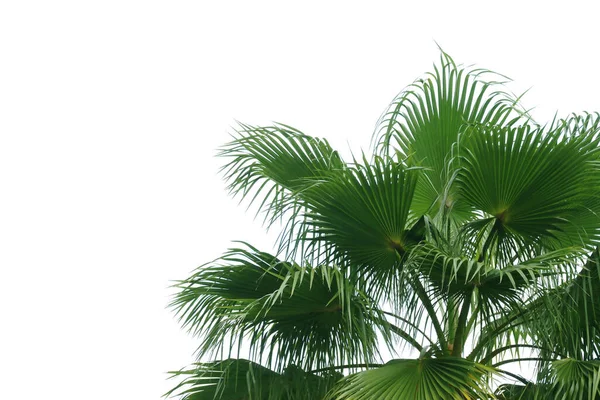 Exotische Tropische Palmboom Geïsoleerd Witte Achtergrond Met Knippad — Stockfoto