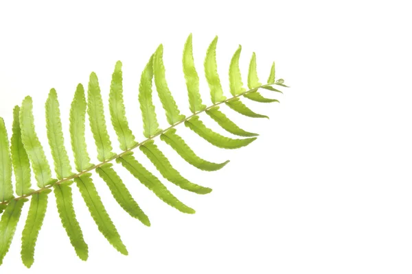 Gröna Fern Leaf Vit Bakgrund — Stockfoto