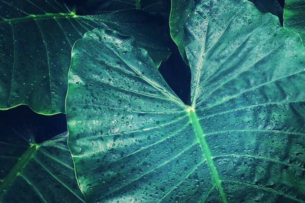 Folhas Verdes Tropicais Com Gotas Chuva Planta Orelha Elefante Cor — Fotografia de Stock