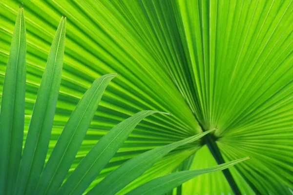 Frische Grüne Blätter Einer Exotischen Tropischen Palme Als Natürlicher Hintergrund — Stockfoto