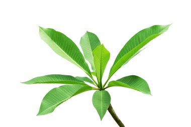 Beyaz Arkaplanda İzole Olan Yeşil Yapraklar Plumeria Ağacı Dalı