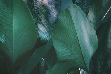 Calathea lutea tropikal yaprakları (Aubl.) Sol. Mey., Puro Calathea Bitkisi Mavi Ton Doğal Arkaplanda