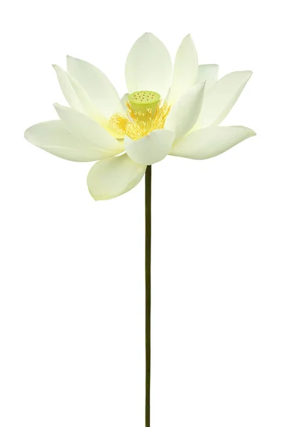 White Lotus Flower Isolated White Background — Stock Photo, Image