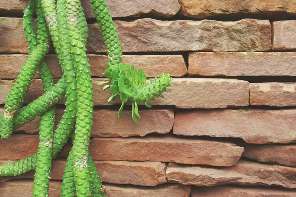 红石墙背景下的Sausage Spurge Euphorbia Guentheri — 图库照片