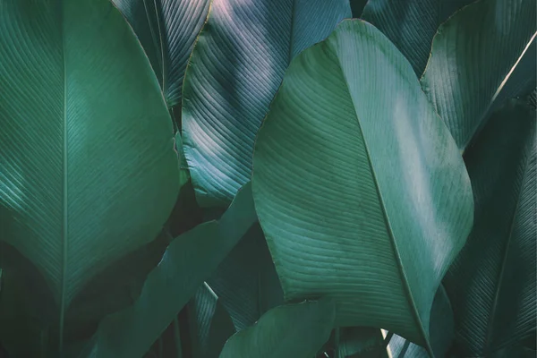 Folhas Tropicais Calathea Lutea Aubl Outros Mey Charuto Calathea Planta — Fotografia de Stock