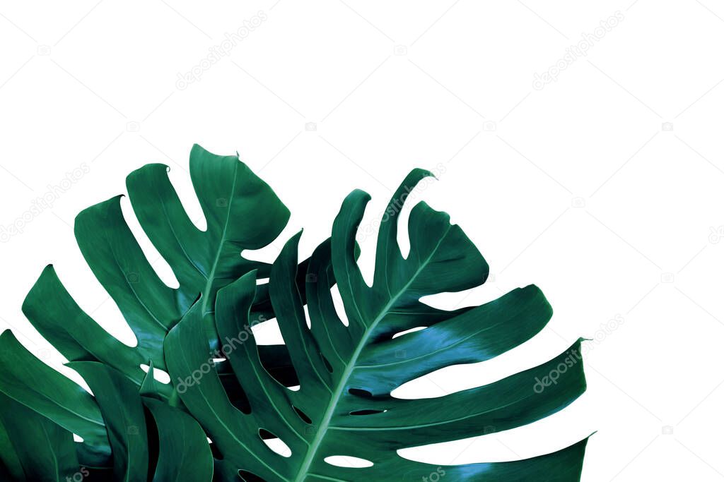 Monstera Leaves in Dark Tone Color Isolated on White Background