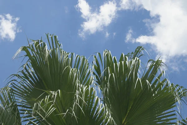 Exotische Palmblätter Mit Blauem Himmel Hintergrund — Stockfoto