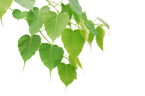 Ramas Con Hojas Verdes Del Árbol Bodhi Aisladas Sobre Fondo —  Fotos de Stock