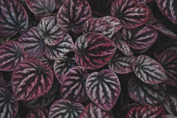 Viola Foglie Rosse Pianta Tropicale Modello Naturale Sfondo — Foto Stock