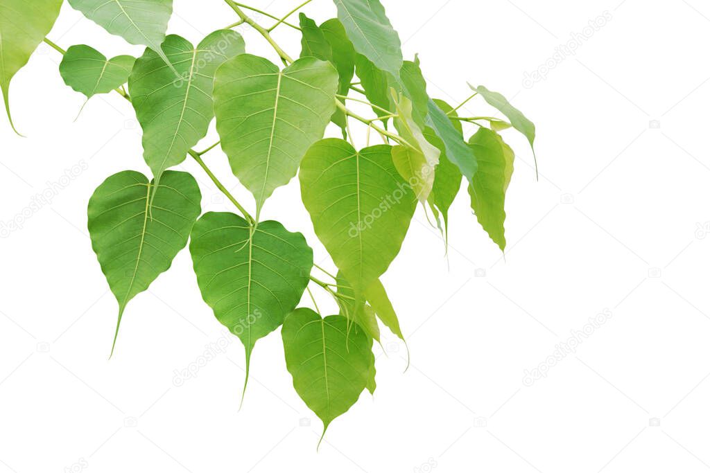 Branches with Green Leaves of Bodhi Tree Isolated on White Background with Clipping Path