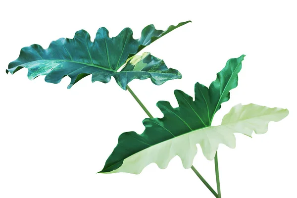 ใบไม หลากหลายของพ Alocasia แยกก นบนพ นหล ขาวด วยเส นทางการต — ภาพถ่ายสต็อก