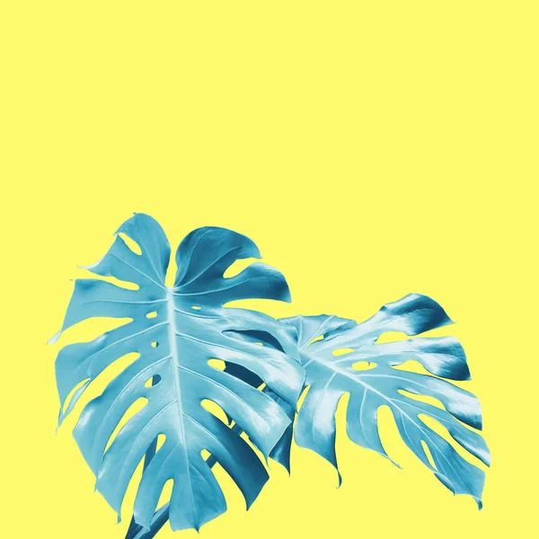 Monstera Leaves Blue Tone Color Yellow Fone — стоковое фото