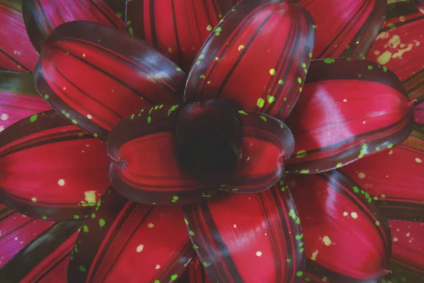 Röda Blad Bromeliad Växt Naturliga Mönster Bakgrund — Stockfoto