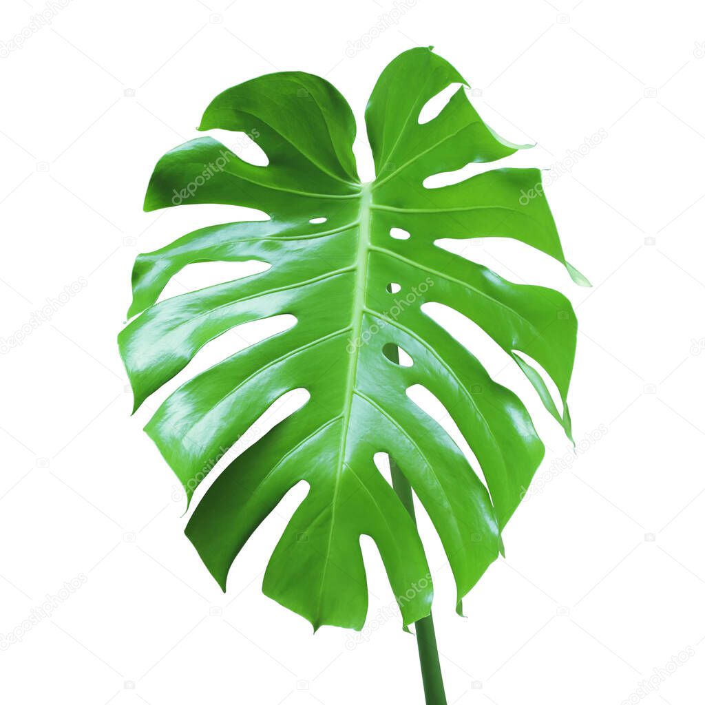 Green Leaf of Monstera Plant Isolated on White Background with Clipping Path
