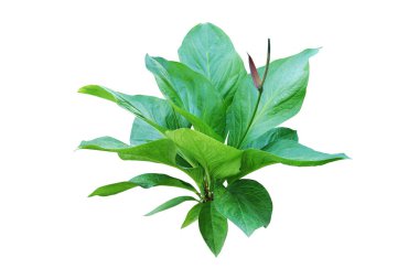 Beyaz Arkaplanda kırpma yolu ile izole edilmiş Anthurium Bitkisi