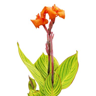 Sarı yeşil Canna Yaprakları ile portakal çiçekleri Beyaz Arkaplanda kırpma yolu ile yalıtılmış