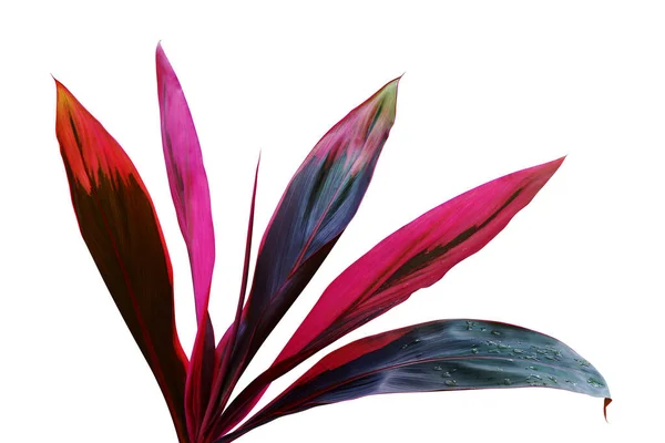 Tropiska Röda Blad Plant Codyline Fruiticosa Isolerad Vit Bakgrund Med — Stockfoto