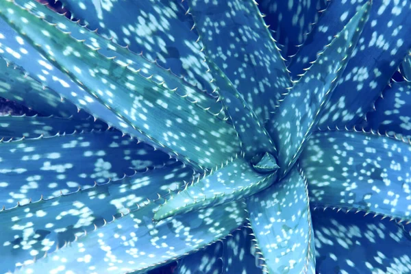 Gros Plan Spiky Agave Plant Dans Couleur Ton Bleu — Photo