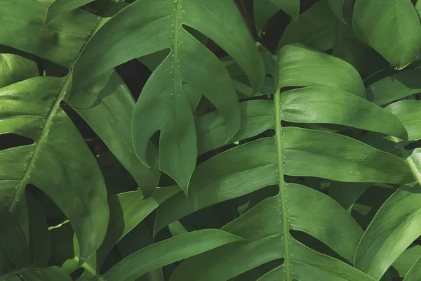 Folhas Verdes Exuberantes Monstera Philodendron Plant — Fotografia de Stock