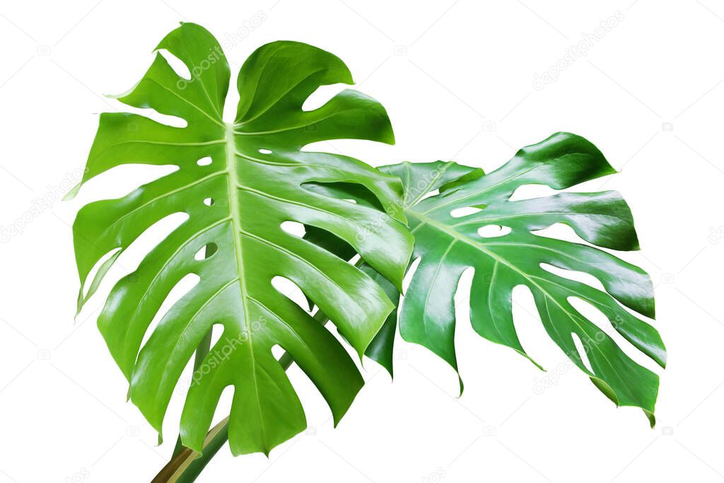 Fresh Green Leaves of Monstera Plant Isolated on White Background with Clipping Path