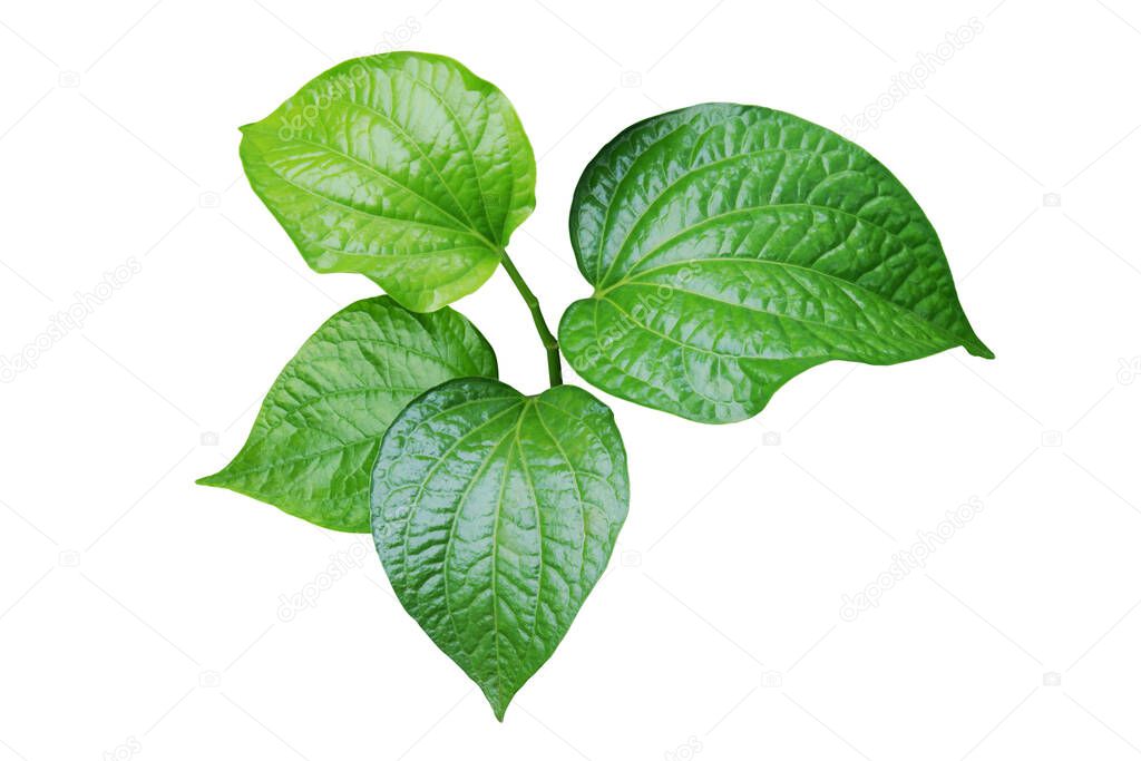 Edible Fresh Green Leaves of Piper sarmentosum, Leafus Leraves Plant Isolated on White Background with Clipping Path
