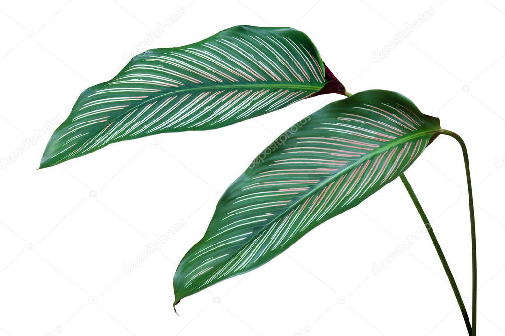 Decorative Tropical Foliage Leaves of Calathea Plant Isolated on White Background with Clipping Path