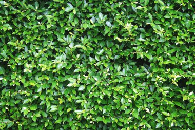 Lush Ficus Çit Doku Arkaplanı