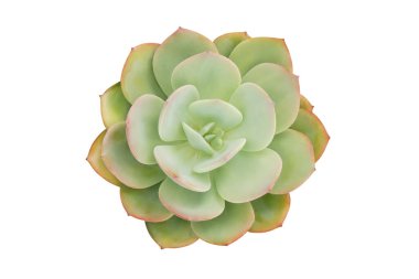 Echeveria, Sulu Bitki Beyaz Arkaplanda İzole Edilmiş, Kırpma Yollu Üst Görünüm