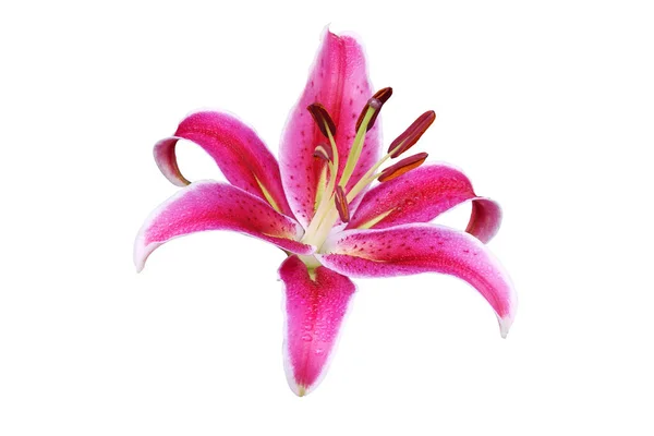 Flor Lírio Vermelho Florescente Com Gotas Água Isoladas Fundo Branco — Fotografia de Stock