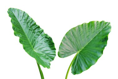 Beyaz Arkaplanda Yeşil Fil Kulak Bitkisi Yaprakları İzole Edildi