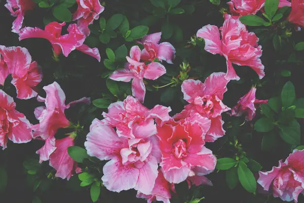 Blommande Rosa Rhododendron Azalea Blommor Med Retro Filter Effekt — Stockfoto