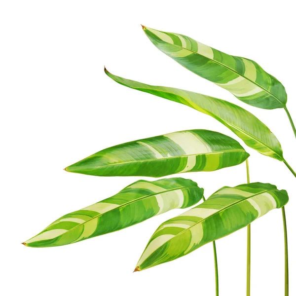Тропічні Листя Рослини Heliconia Ізольовані Білому Тлі — стокове фото