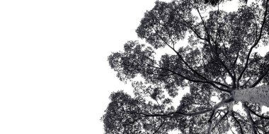 Ormandaki Büyük Uzun Ağaç Gökyüzü Arkaplanı Siyah & Beyaz