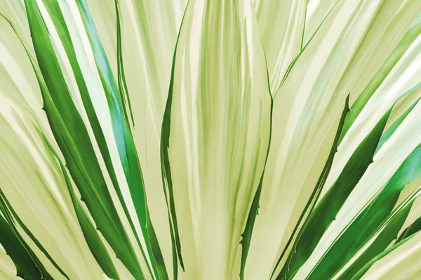 Doğal Doku Arkaplanı Olarak Agave Bitkisinin Yaprakları
