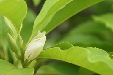 Yeşil Yapraklı Beyaz Champaka Çiçekleri
