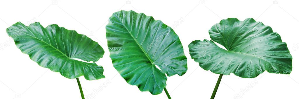 Green Leaves of Elephant Ear Plant Isolated on White Background with Clipping Path