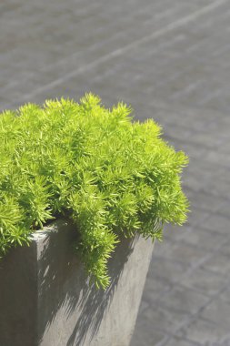 Beton Ot Altında Altın Yosun Sedumu