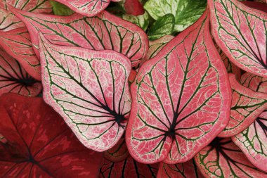 Colorful Leaves of Caladium Plants as Natural Texture Background clipart