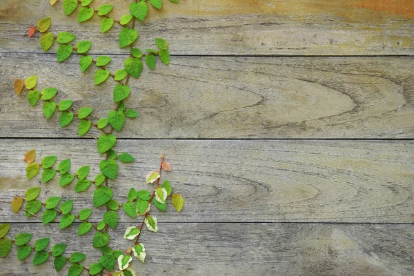 Creeping Fig Vines Growing on Old Weathered Wood Wall Background