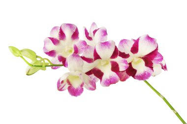 Mor Dendrobium Orkide Çiçekleri Kırpma Yolu ile Beyaz Arkaplanda izole edildi