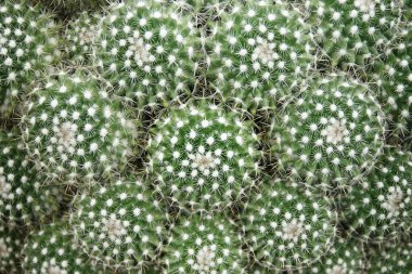 Kaktüs, Mammillaria geminispina Doğal Şablon Arkaplanı