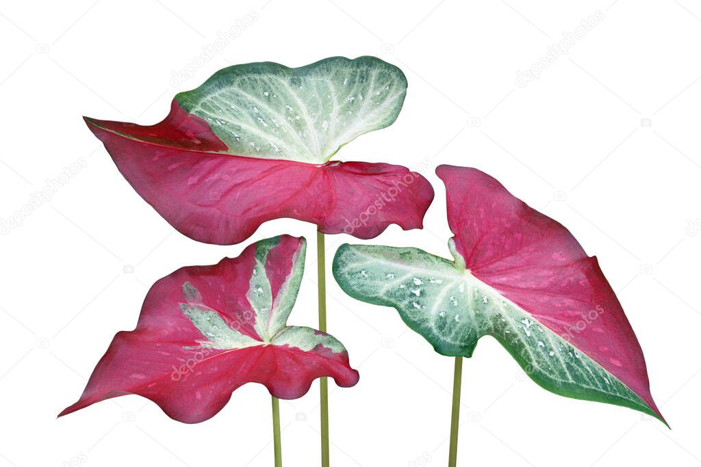 Green Red Leaves of Caladium Bicolor Plant Isolated on White Background with Clipping Path