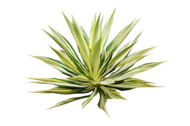 Değiştirilmiş Agave Bitkisi Kırpma Yolu ile Beyaz Arkaplanda izole edildi