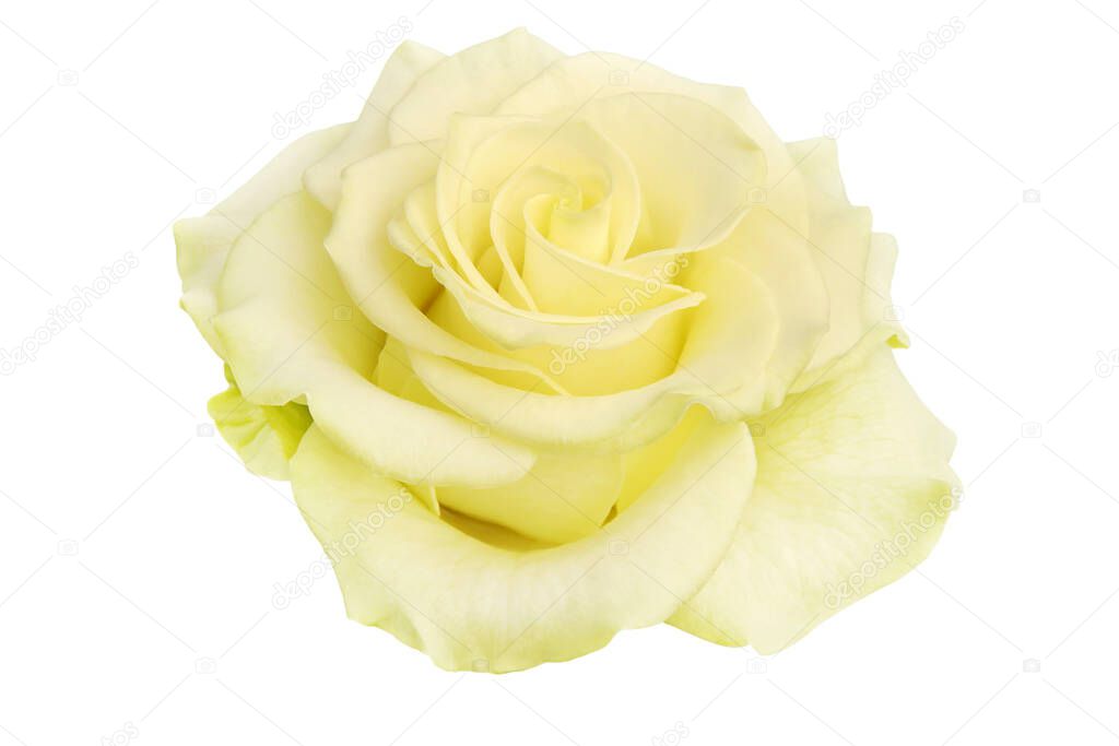 Blooming Yellow Green Rose 'Wasabi' Isolated on White Background with Clipping Path