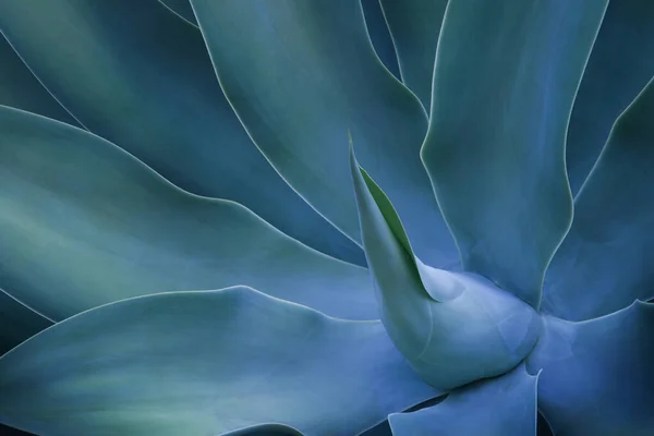 Closeup of Fox Tail Agave Plant Foliage in Blue Tone Color Natural Pattern Background